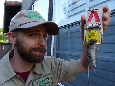 Memphis pest control